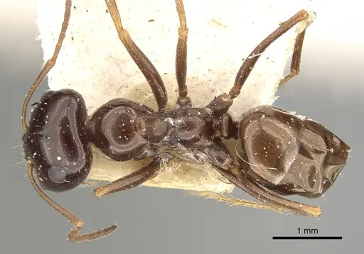 Cataglyphis emmae specimen CASENT0249886 image casent0249886_1