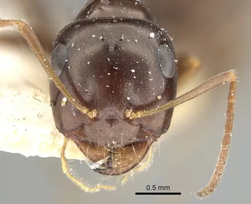 Cataglyphis emmae specimen CASENT0249886 image casent0249886_2