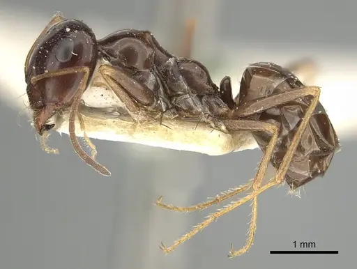 Cataglyphis emmae specimen CASENT0249886 image casent0249886_3