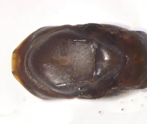 Cataglyphis emmae specimen CASENT0823290 image casent0823290_1