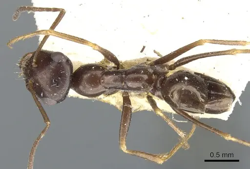Cataglyphis emmae specimen CASENT0903290 image casent0903290_1