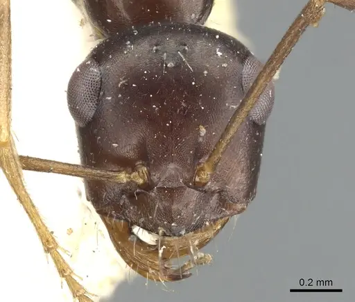 Cataglyphis emmae specimen CASENT0903290 image casent0903290_2