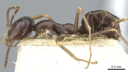 Cataglyphis emmae specimen CASENT0903290 image casent0903290_3