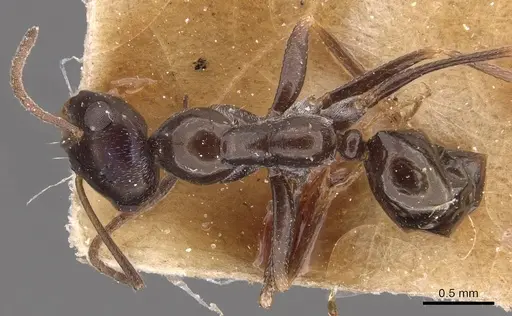 Cataglyphis emmae specimen CASENT0905715 image casent0905715_1