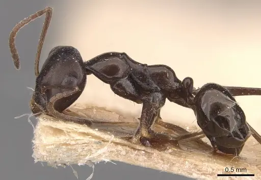 Cataglyphis emmae specimen CASENT0905715 image casent0905715_3