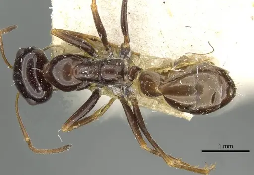 Cataglyphis emmae specimen CASENT0911097 image casent0911097_1