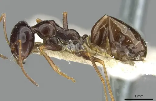 Cataglyphis emmae specimen CASENT0911097 image casent0911097_3