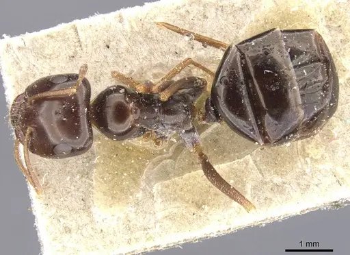 Cataglyphis emmae specimen CASENT0912194 image casent0912194_1