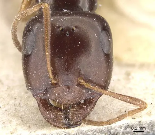 Cataglyphis emmae specimen CASENT0912194 image casent0912194_2