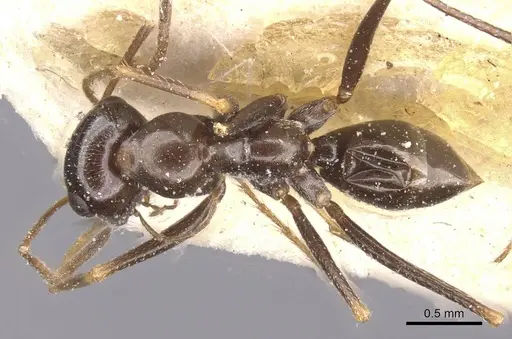 Cataglyphis emmae specimen CASENT0912195 image casent0912195_1
