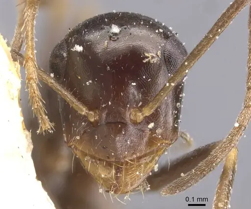 Cataglyphis emmae specimen CASENT0912195 image casent0912195_2