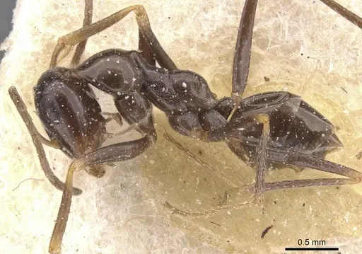 Cataglyphis emmae specimen CASENT0912195 image casent0912195_3