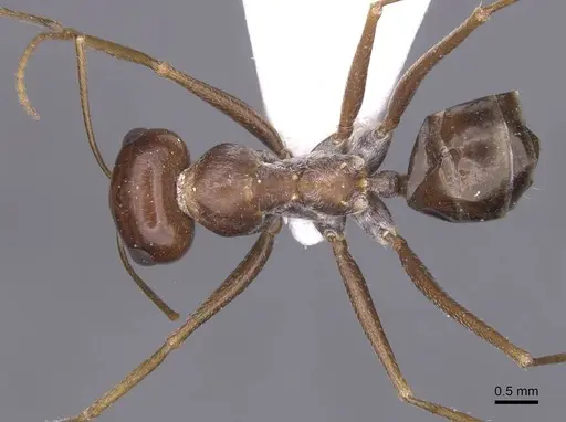 Cataglyphis espadaleri specimen CASENT0913668 image casent0913668_1
