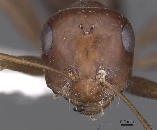 Cataglyphis espadaleri specimen CASENT0913668 image casent0913668_2