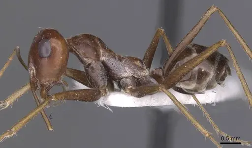 Cataglyphis espadaleri specimen CASENT0913668 image casent0913668_3