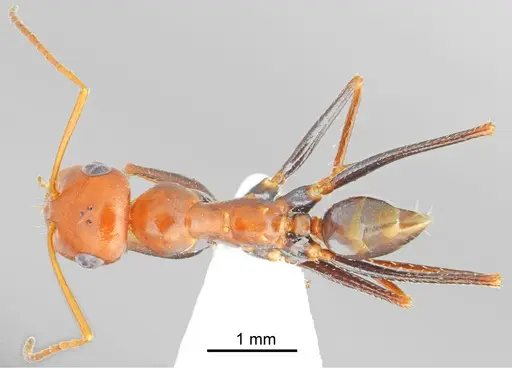 Cataglyphis fici specimen CASENT6006519 image casent6006519_1