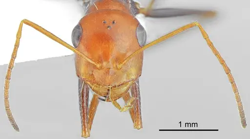 Cataglyphis fici specimen CASENT6006519 image casent6006519_2