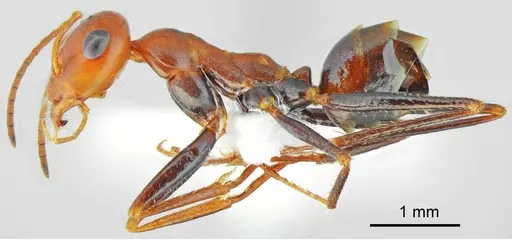 Cataglyphis fici specimen CASENT6006519 image casent6006519_3