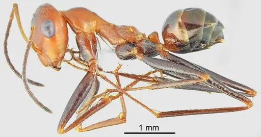 Cataglyphis fici specimen CASENT6006520 image casent6006520_1