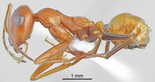 Cataglyphis fici specimen CASENT6006521 image casent6006521_1