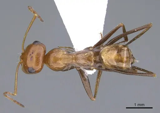 Cataglyphis fici specimen CASENT6006526 image casent6006526_1