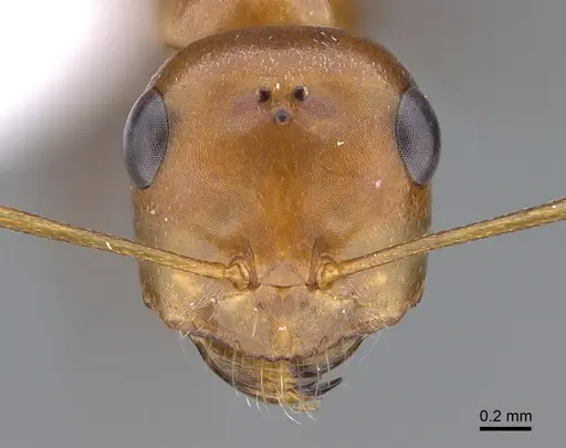 Cataglyphis fici specimen CASENT6006526 image casent6006526_2