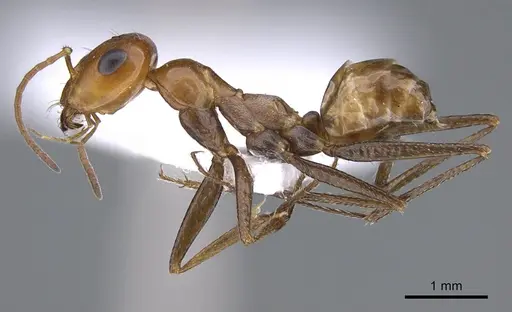 Cataglyphis fici specimen CASENT6006526 image casent6006526_3