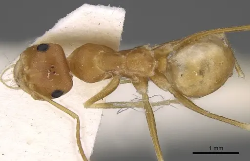 Cataglyphis fisheri specimen CASENT0906454 image casent0906454_1