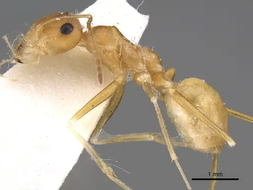 Cataglyphis fisheri specimen CASENT0906454 image casent0906454_4