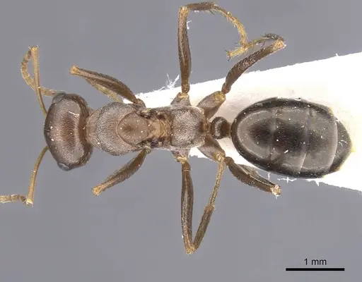 Cataglyphis floricola specimen CASENT0912196 image casent0912196_1