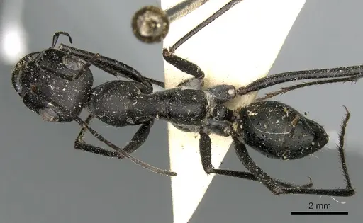 Cataglyphis foreli specimen CASENT0906292 image casent0906292_1