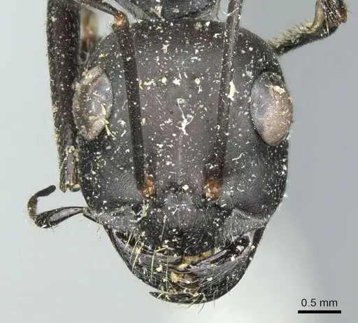 Cataglyphis foreli specimen CASENT0906292 image casent0906292_2