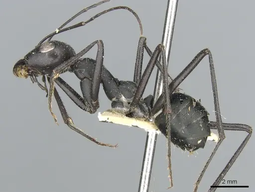 Cataglyphis foreli specimen CASENT0906292 image casent0906292_3