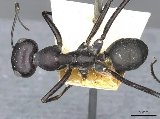 Cataglyphis foreli specimen CASENT0911118 image casent0911118_1