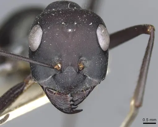 Cataglyphis foreli specimen CASENT0911118 image casent0911118_2