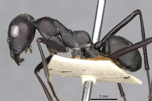 Cataglyphis foreli specimen CASENT0911118 image casent0911118_3