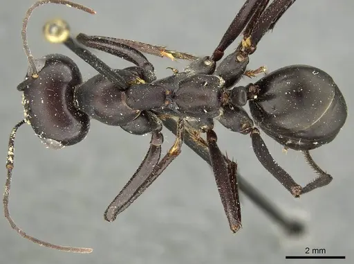 Cataglyphis foreli specimen CASENT0915625 image casent0915625_1