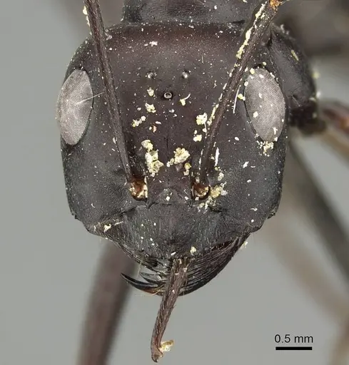Cataglyphis foreli specimen CASENT0915625 image casent0915625_2