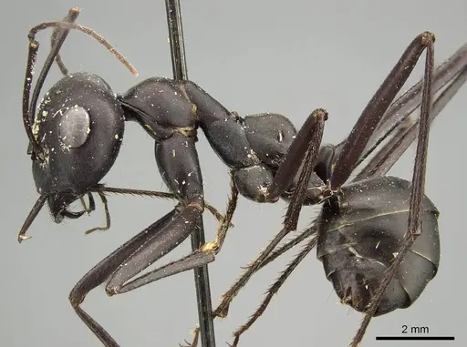 Cataglyphis foreli specimen CASENT0915625 image casent0915625_3