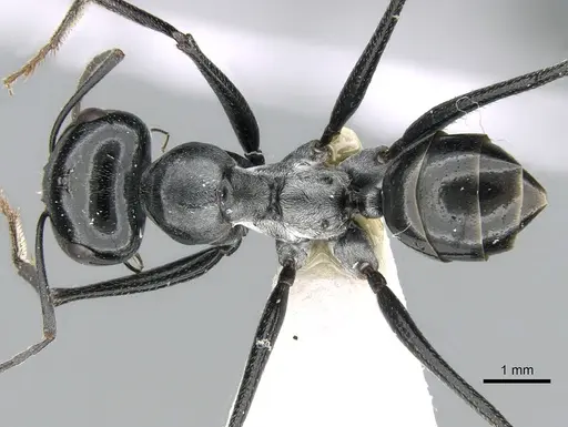 Cataglyphis fortis specimen CASENT0906296 image casent0906296_1