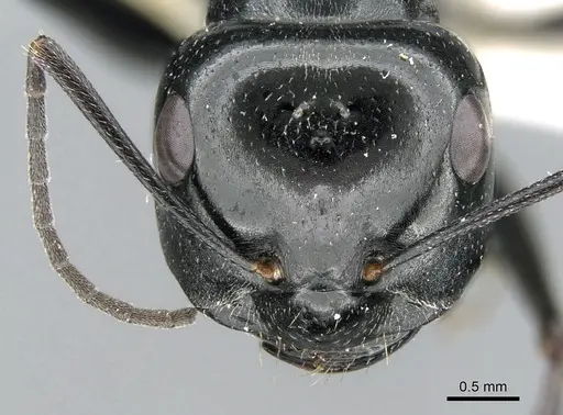 Cataglyphis fortis specimen CASENT0906296 image casent0906296_2