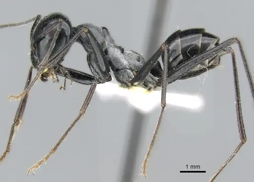 Cataglyphis fortis specimen CASENT0906296 image casent0906296_3