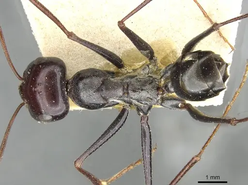 Cataglyphis fortis specimen CASENT0911098 image casent0911098_1