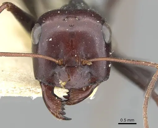Cataglyphis fortis specimen CASENT0911098 image casent0911098_2