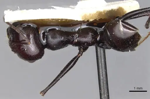 Cataglyphis fortis specimen CASENT0915498 image casent0915498_1