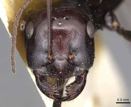 Cataglyphis fortis specimen CASENT0915498 image casent0915498_2