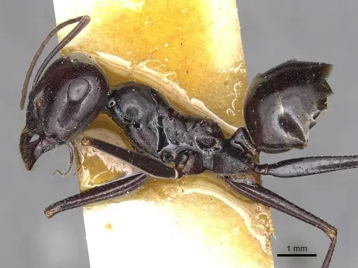 Cataglyphis fortis specimen CASENT0915498 image casent0915498_3