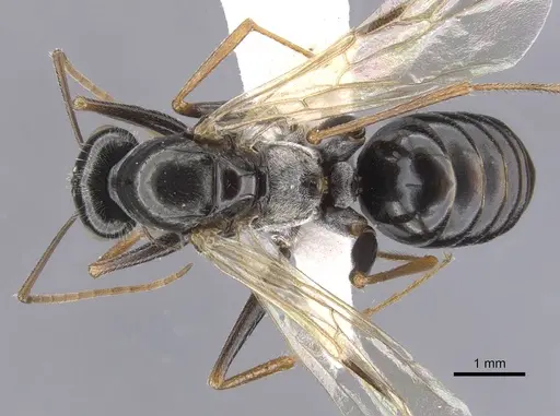 Cataglyphis fossilis specimen CASENT0912197 image casent0912197_1