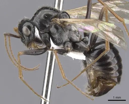 Cataglyphis fossilis specimen CASENT0912197 image casent0912197_3