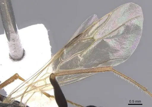 Cataglyphis fossilis specimen CASENT0912197 image casent0912197_4